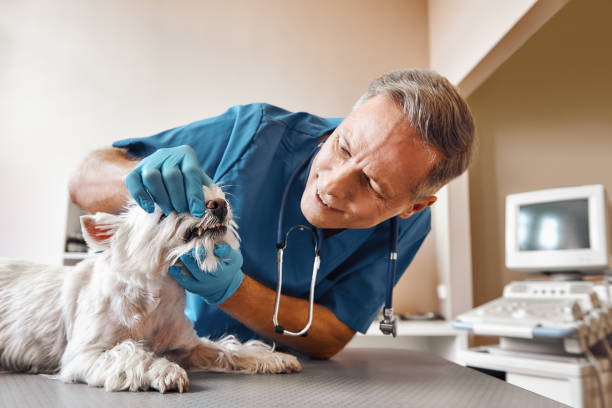 Best 24-Hour Emergency Dentist in Forest Lake, IL